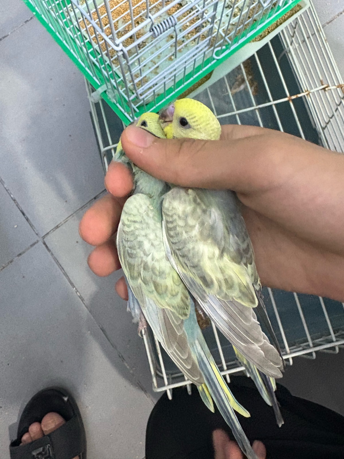 Ghaith’s birds||غيث للطيور - صورة 5
